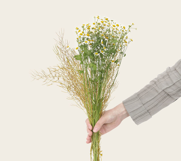 Pet Remedy, Chamomile